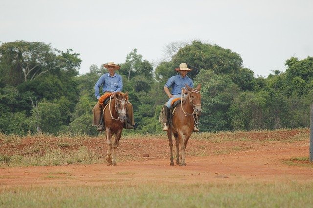 Free download Jeans Livestock Work Of Field -  free photo or picture to be edited with GIMP online image editor