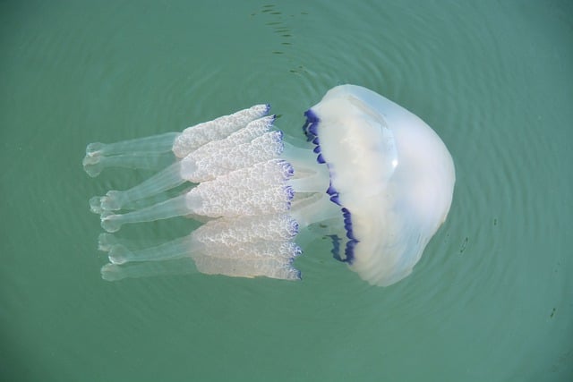 Free download jellyfish animal sea marine animal free picture to be edited with GIMP free online image editor