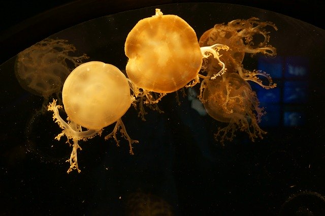 Free download Jellyfish Aquarium Osaka -  free photo or picture to be edited with GIMP online image editor