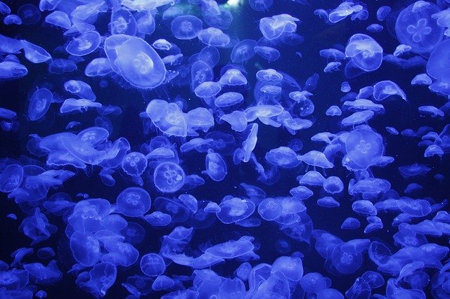 Free download Jellyfish Aquarium Ozeaneum -  free photo or picture to be edited with GIMP online image editor