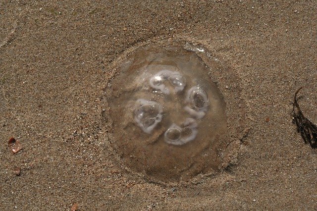 Free download Jellyfish Beach Sand North -  free photo or picture to be edited with GIMP online image editor