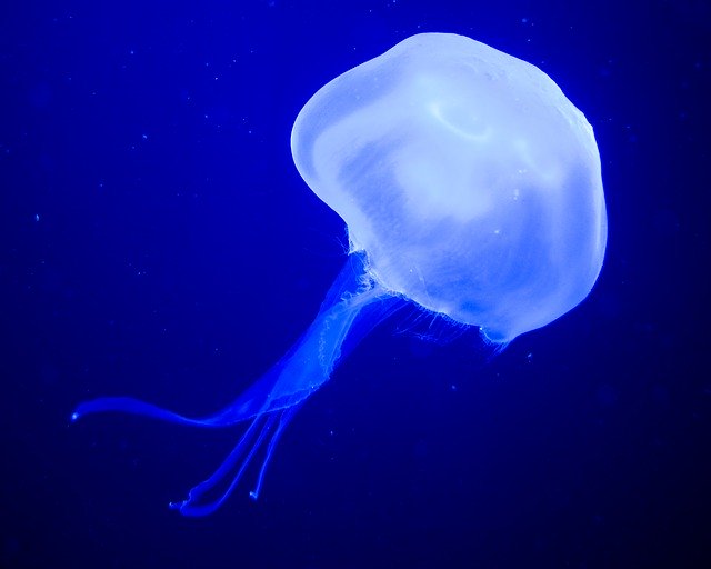 Free download Jellyfish Medusa Sea Nettle -  free photo or picture to be edited with GIMP online image editor