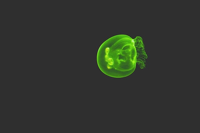 Free download jellyfish sea green dark marine free picture to be edited with GIMP free online image editor