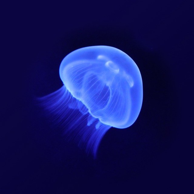 Free download jellyfish sea jelly underwater free picture to be edited with GIMP free online image editor