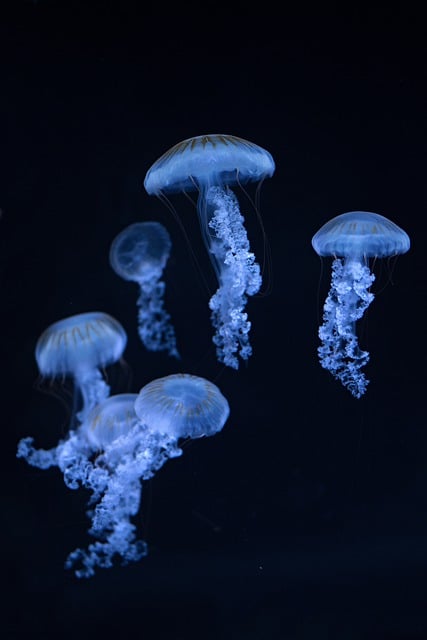 Free download jellyfish sea water aquarium free picture to be edited with GIMP free online image editor