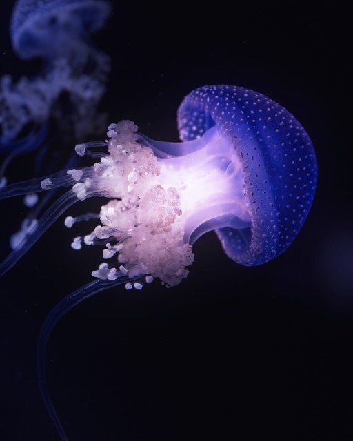 Free download jellyfish tentacles animal free picture to be edited with GIMP free online image editor