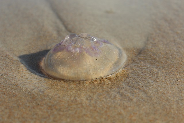 Free download jellyfish water sand beach sea free picture to be edited with GIMP free online image editor