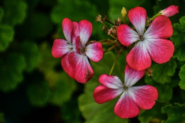 Free download Jeranio Red Flower Nature -  free photo or picture to be edited with GIMP online image editor