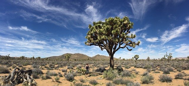 Free download Joshua Tree Desert -  free photo or picture to be edited with GIMP online image editor