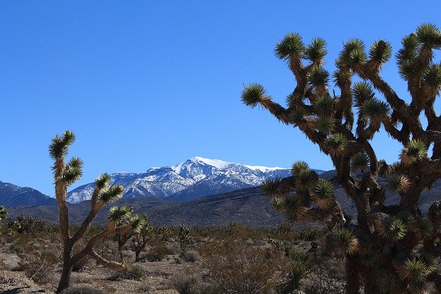 Free download Joshua Tree Mt Charleston -  free photo or picture to be edited with GIMP online image editor