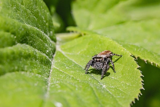 Free download jumping spider spider arachnid leaf free picture to be edited with GIMP free online image editor