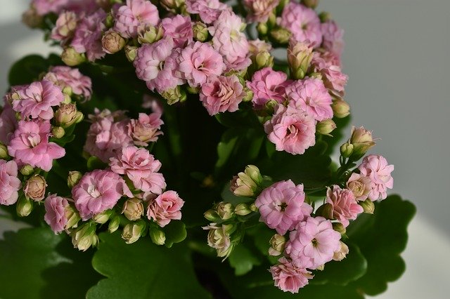 Free download Kalanchoe Flowers Pink -  free photo or picture to be edited with GIMP online image editor