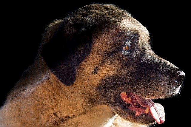 Free download Kangal Dog Herd Protection -  free photo or picture to be edited with GIMP online image editor