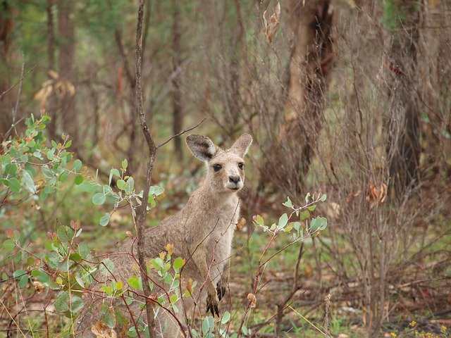 Free download Kangaroo Australia Forest -  free photo or picture to be edited with GIMP online image editor