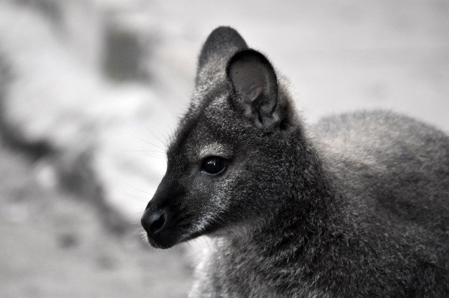 Free download Kangaroo Black White Background Go -  free photo or picture to be edited with GIMP online image editor