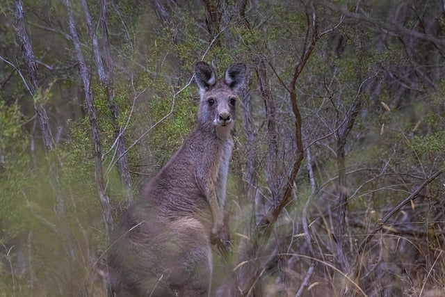 Free download kangaroo eastern grey kangaroo free picture to be edited with GIMP free online image editor