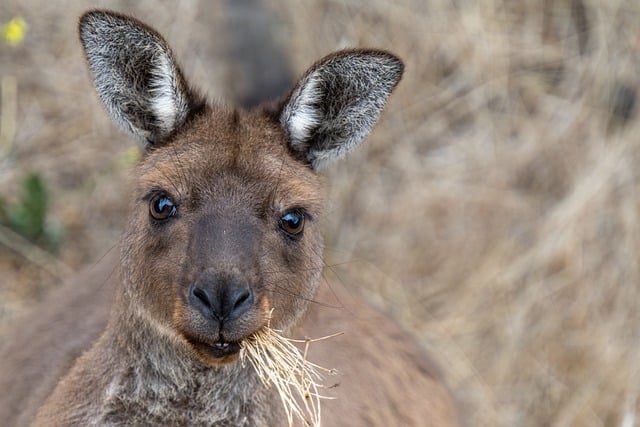 Free download kangaroo marsupial kangaroo island free picture to be edited with GIMP free online image editor