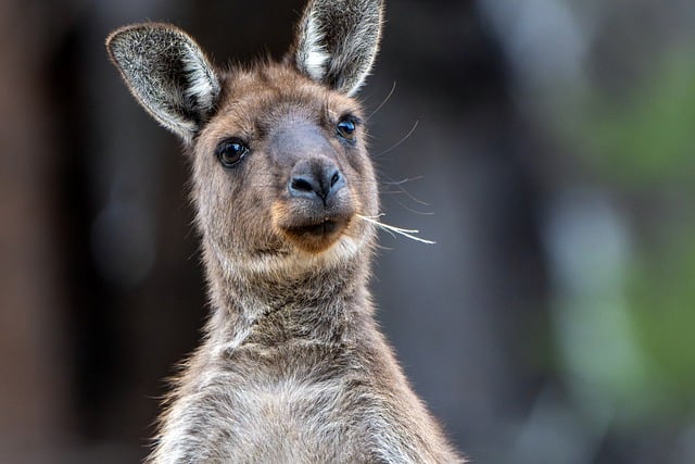 Free download kangaroo marsupial mammal herbivore free picture to be edited with GIMP free online image editor