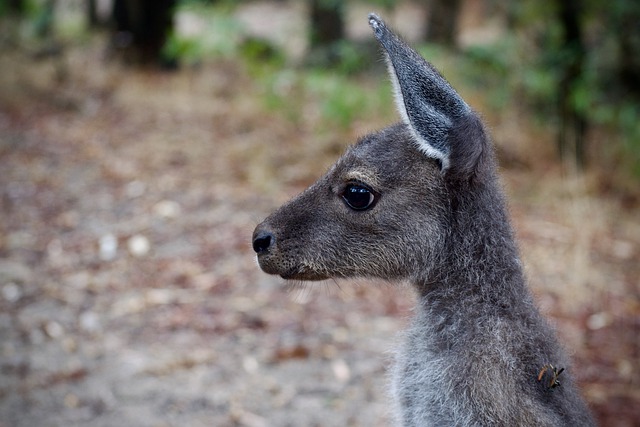 Free download kangaroo marsupial pouch free picture to be edited with GIMP free online image editor