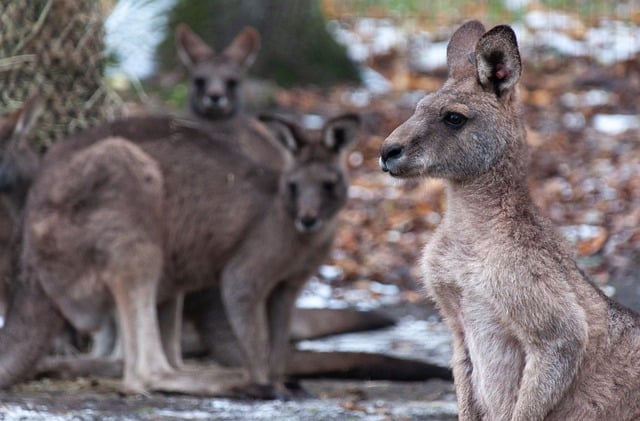 Free download kangaroo marsupial zoo wildlife free picture to be edited with GIMP free online image editor