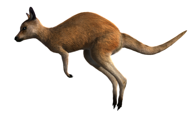 Free download Kangaroo Red Wildlife -  free illustration to be edited with GIMP free online image editor