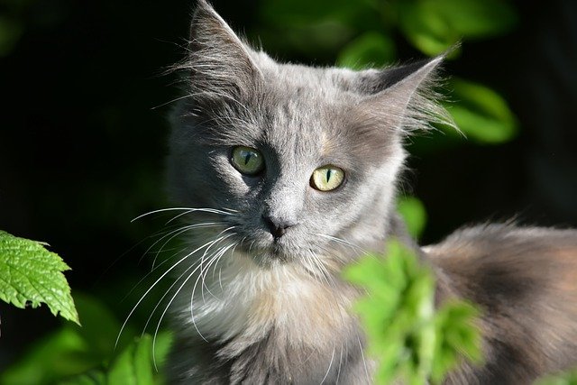 Free download kathy cat maine coon eyes grey free picture to be edited with GIMP free online image editor