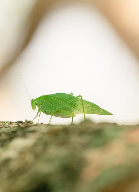 Free download katydid microcentrum rhombifolium free picture to be edited with GIMP free online image editor