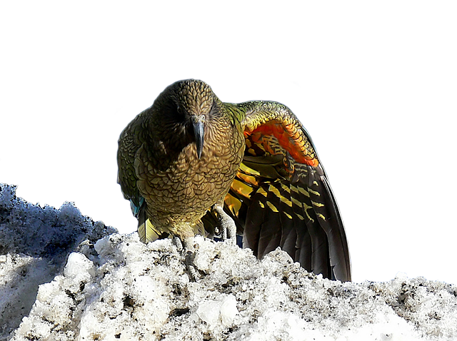 Free download Kea New Zealand Bird -  free illustration to be edited with GIMP free online image editor