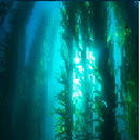 Kelp Forest  screen for extension Chrome web store in OffiDocs Chromium