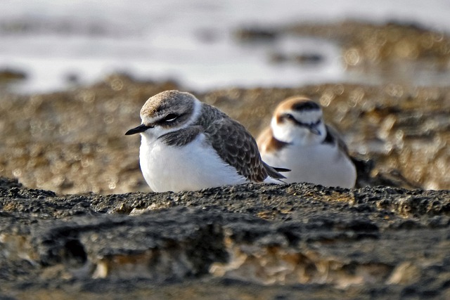 Free download kentish plovers birds perched free picture to be edited with GIMP free online image editor