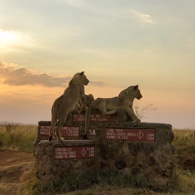 Free download Kenya Lionesses Wildlife -  free photo or picture to be edited with GIMP online image editor