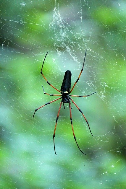 Free download Kerala India Black Wood Spider -  free photo or picture to be edited with GIMP online image editor