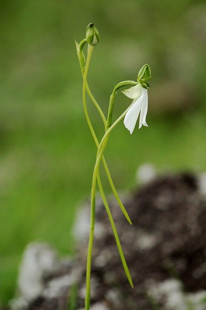 Free download Kerala India Habenaria -  free photo or picture to be edited with GIMP online image editor