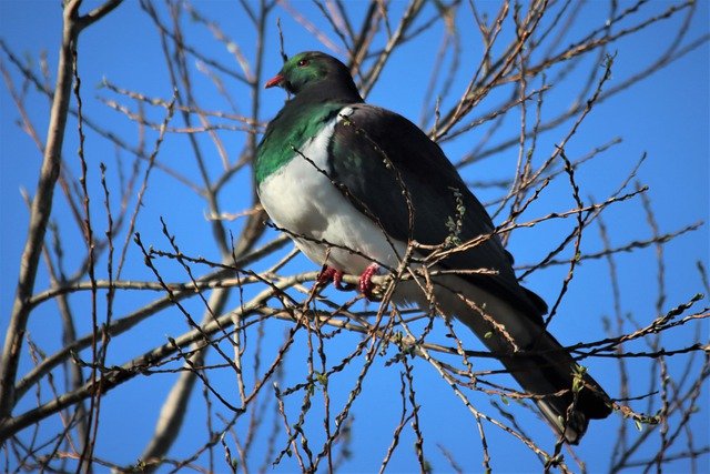 Free download kereru wood pigeon beak feathers free picture to be edited with GIMP free online image editor