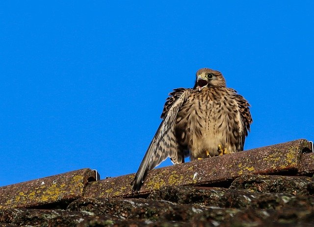 Free download Kestrel Bird Of Prey Close -  free photo or picture to be edited with GIMP online image editor