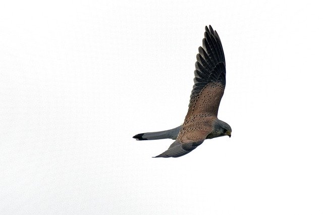 Free download Kestrel Falcon Terzel -  free photo or picture to be edited with GIMP online image editor