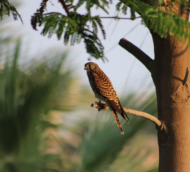 Free download Kestrel Hunting Raptor -  free photo or picture to be edited with GIMP online image editor