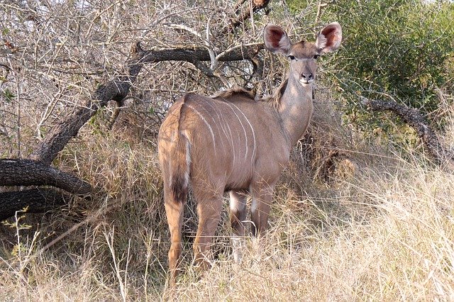 Free download Khudu Antelope Safari Animal -  free photo or picture to be edited with GIMP online image editor