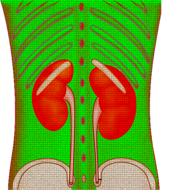 Free download Kidney Renal Urinary -  free illustration to be edited with GIMP free online image editor