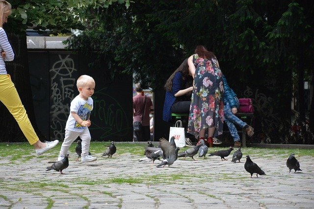 Free download Kid Playing Pigeon -  free photo or picture to be edited with GIMP online image editor