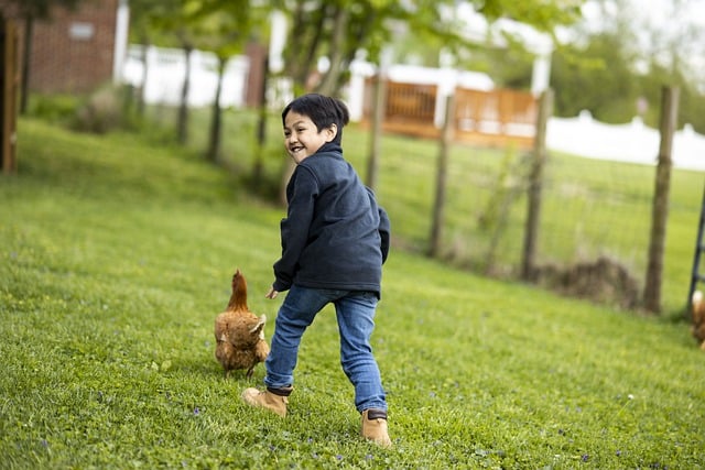 Free download kids boy chasing hen chicken free picture to be edited with GIMP free online image editor