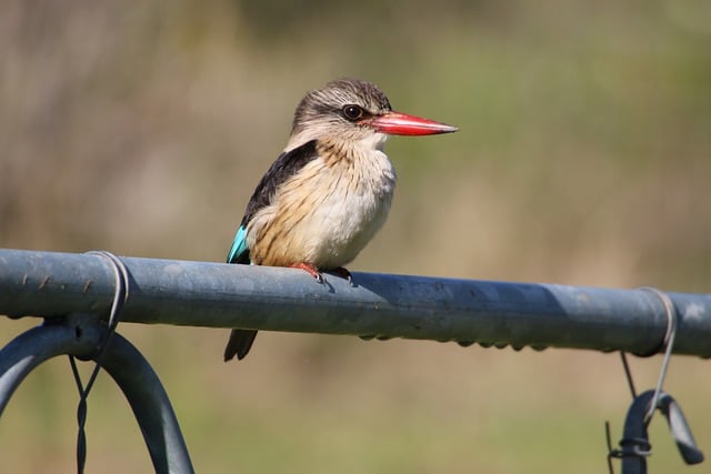 Free download kingfisher bird eye beak feathers free picture to be edited with GIMP free online image editor