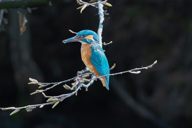 Free download kingfisher european bee eater bird free picture to be edited with GIMP free online image editor