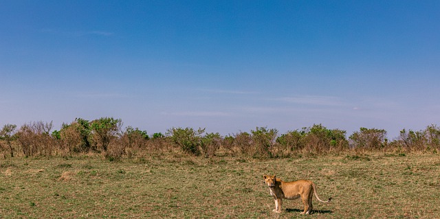 Free download king lion animal safari savannah free picture to be edited with GIMP free online image editor