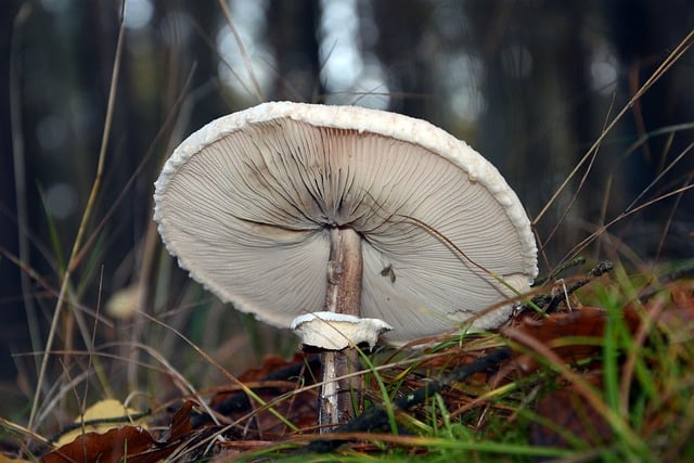 Free download kite mushroom hat forest nature free picture to be edited with GIMP free online image editor