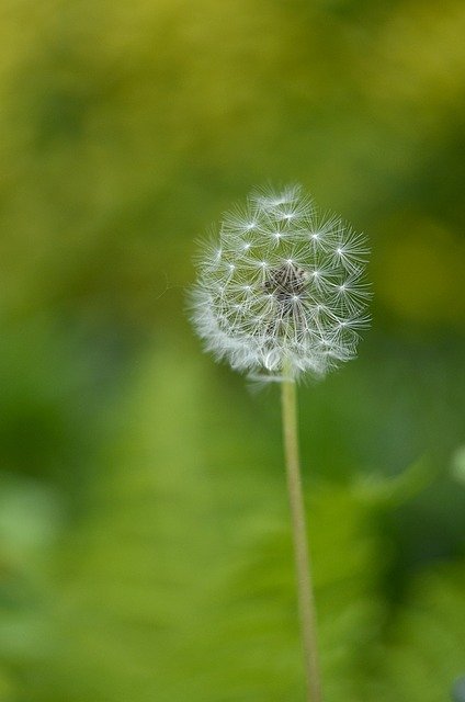 Free download Kites Dandelions Taraxacum Vulgare -  free photo or picture to be edited with GIMP online image editor