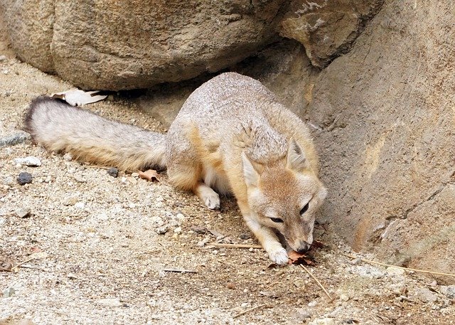 Free download Kit Fox Wildlife -  free photo or picture to be edited with GIMP online image editor