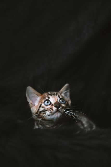 Free download kitten bengal cat nature free picture to be edited with GIMP free online image editor