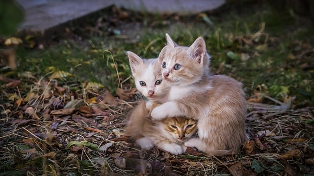 Free download kittens cats cute kitty domestic free picture to be edited with GIMP free online image editor