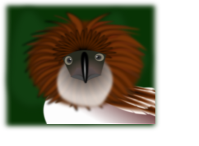 Free download Kiwi Bird Eagle - Free vector graphic on Pixabay free illustration to be edited with GIMP free online image editor